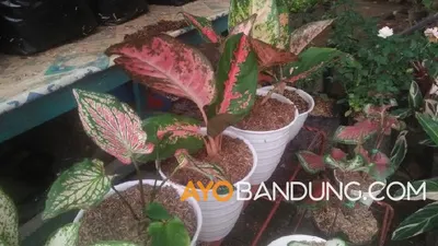 Tanaman hias Aglonema yang diprediksi masih menjadi tren di 2021.