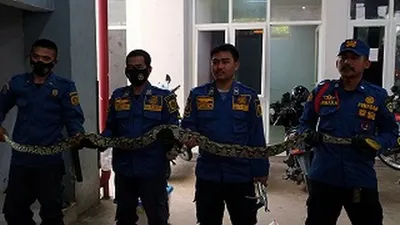 Komandan Regu 1 Rescue Dinas Pemadam Kebakaran (Damkar) Kabupaten Bogor Arman Riyanto, saat menunjukkan ular piton hasil rescue di permukiman warga. (Ayobogor/Yogi  Faisal)
