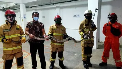 Hati-hati Ya Gaes, Ada Ular Sanca Panjang 2 Meter Masuk Body Motor Metik, Begini Penampakannya