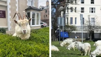 Kawanan kambing menyerbu kota di Inggris (Twitter).