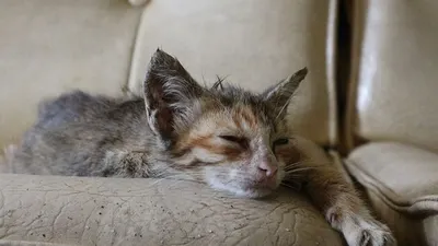 Ilustrasi/ Kucing (AyoBandung)