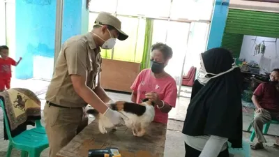 Kucing tengah divaksin Tim KPKP Jakarta Utara/dok: utara.jakarta.go.id