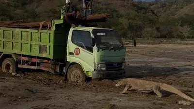 Foto Komodo yang mengadang truk yang viral di media sosial. (ist)