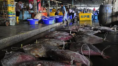 Uji Sampel Hasil Perikanan di Pasar Ikan Modern Muara Baru, 100% Bebas Formalin