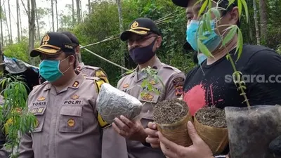 Garap Ladang Ganja Sehektar di Tanah Pemerintah, Ini Kata PTPN