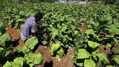 Petani Tembakau Ikut Terkena Imbas Covid 19/istimewa