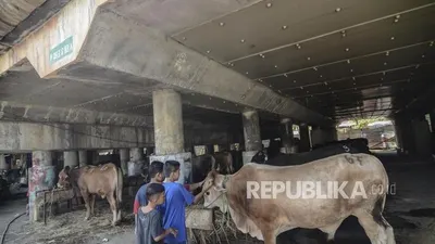 Ilustrasi sapi kurban/ Foto: Fakhri Hermansyah. Republika