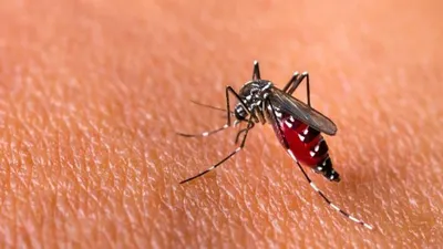 11 orang meninggal karena emam berdarah dengue di Kabupaten Cirebon. (dok)