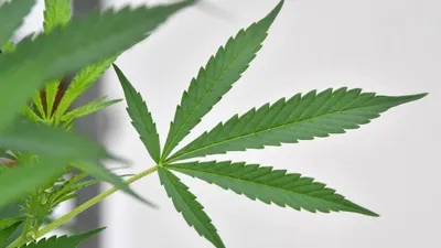 sebagai ilustrasi ganja. shutterstock