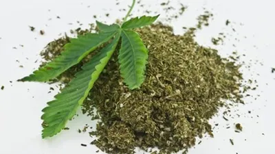 Ilustrasi ganja (mediaindonesia.com)