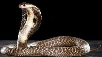 Ular Kobra (Getty Images/iStockphoto)