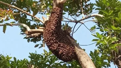Sarang tawon (Beritajakarta.id)