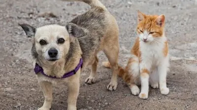 Anjing dan Kucing Tak Bisa Tularkan Corona