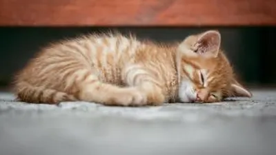 Kucing (pixabay)