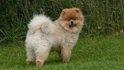Anjing Pertama Positif Covid-19 Mati di Hongkong