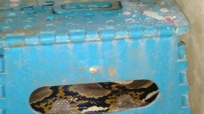 Petugas Dinas Damkar dan Penyelamatan Tangsel mengamankan ular sanca sepanjang tiga meter di salah satu rumah warga di Jombang, Ciputat, Kamis (21/1/2021)