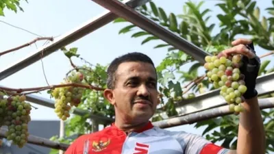 Wali Kota Anwar memetik anggur di RW 06 Kelurahan Malaka Sari/timur.jakarta.go.id
