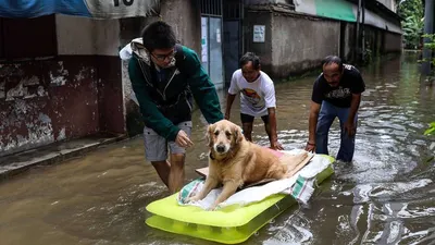 Warga korban banjir di Kelurahan Karet, Semanggi, Jakarta Selatan, mengevakuasi anjing peliharaan saat banjir besar melanda permukiman warga pada Selasa (25/2/2020) kemarin. (Kompas.com/Garry Lotulung)