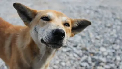 Anjing Liar/Pexels.com