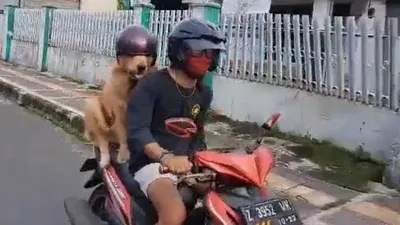 Bikin Gemes! Viral, Video Anjing Pakai Helm Dibonceng Naik Sepeda Motor