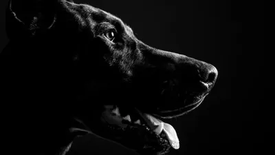 Sebagai ilustrasi, anjing pelacak ditempatkan di  Terminal Bus Jatijajar Depok dan di wilayah perbatasan Bambu Kuning Bojong Gede untuk menghalau para pemudik. shutterstock