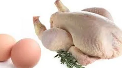 Pentingnya Konsumsi Ayam dan Telur untuk Tingkatkan Kecerdasan