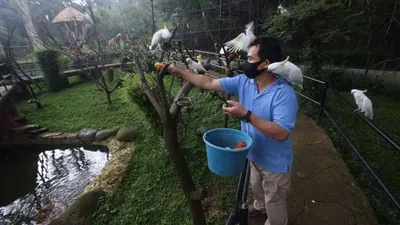 Petugas memberi makan burung di Bandung Zoological Garden, Jalan Tamansari, Kota Bandung, Jumat (24/4/2020). (Ayobandung.com/Irfan Al-Faritsi)