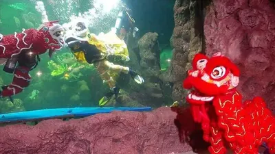 Tepat di Hari Raya Imlek (Sabtu, 25/1/2020), Sea World Ancol akan menampilkan atraksi barongsai di dalam air yang akan berkolaborasi dengan barongsai di darat. (Dok. PT Pembangunan Jaya Ancol/Kompas.com)