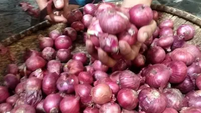 Ilustrasi panen bawang merah/Antara