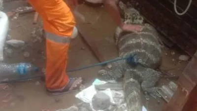 Petugas PPSU Tanah Sereal, Deni, menemukan biawak berukuran sekitar 1,5 meter saat membersihkan sampah saluran air atau got di Jalan Pekapuran 7. (Dok. Pemkot Jakbar)