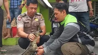 Biawak dua meter masuk ke dalam Mapolsek Jatinegara (Tribunjakarta/Bima Putra)