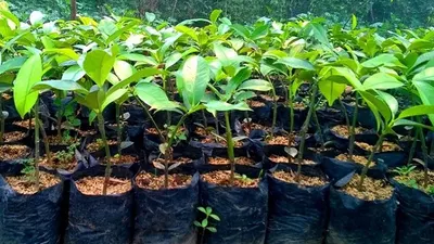 1.000 Bibit Tanaman Produktif akan Dibagikan ke Warga Palmerah