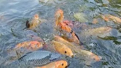 Budi daya ikan (Ilmubudidaya.com)