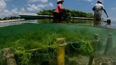 Budidaya rumput laut/Vovword.vn