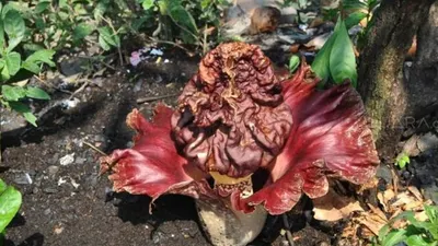 Bunga Bangkai mekar di halaman SDN Kayuringin Jaya II, Kota Bekasi/Suara.com