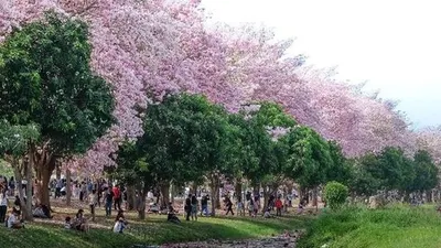 Pohon Bunga Tabebuia