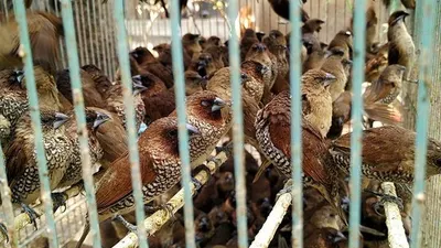 Puluhan burung pipit dalam sebuah boks dagangan milik Hafid di kawasan Pasar Petak Sembilan. (Ayojakarta/Aini)