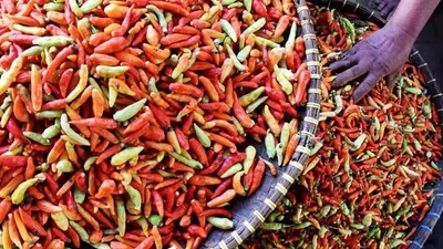 Cabai rawit merah. (Antara)
