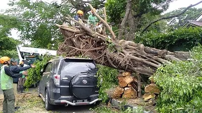 Cuaca ekstrem membuat sejumlah pohon tumbang di Kota Bogor/ dok BPBD