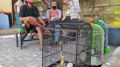 Kariono saat mengurus surat izin kepemilikan cucak ijo (ayosemarang.com/Vedyana)