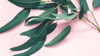 Daun eucalyptus (healthline.com)