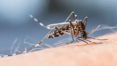 Ilustrasi nyamuk aedes aegypti (Shutterstock)