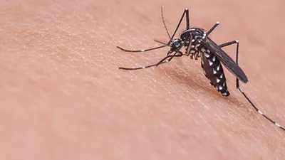 Nyamuk Aedes Aegypti penyebar wabah DBD. (Pixabay.com)