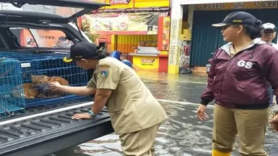 Petugas Dinas KPKP Provinsi DKI Jakarta mengevakuasi sejumlah hewan peliharaan warga yang terdampak banjir. (Humas DKPKP DKI Jakarta)