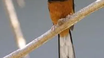 Burung (weebly.com)