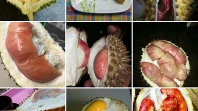 durian Banyuwangi