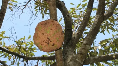Buah durian gundul (Mongabay Indonesia)