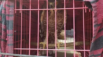 Elang Jawa dari BKSDA Jateng akan direhabilitasi ke PSSEJ (ayosemarang.com/Vedyana)