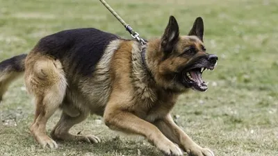 Polisi Dalami Unsur Pidana Pemilik Anjing yang Tewaskan ART di Cipayung