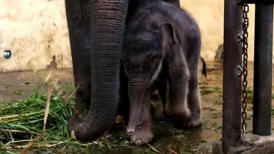 Covid, Gajah Jantan yang Lahir di Taman Safari Indonesia. Induk gajah dan bayinya berada di Taman Safari Indonesia di Bogor, Jawa Barat, Indonesia pada 13 Mei 2020. Petugas Taman Safari Indonesia melaporkan pada 28 April, induk Gajah Sumatera melahirkan seekor bayi gajah jantan yang diberi nama Covid karena lahir di tengah pandemi.  Foto: Eko Siswono Toyudho - Anadolu Agency